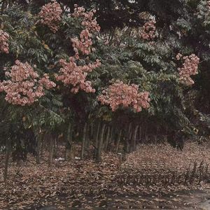 红豆黄色一级视频
